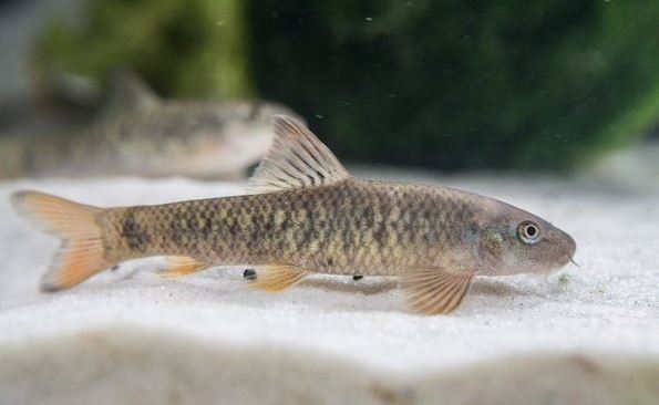 Ikan Garra Rufa, Ikan Dokter untuk Terapi Kaki