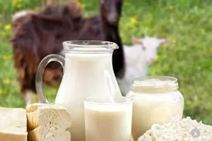 Manfaat Mengonsumsi Susu Kambing Bagi Penderita Asma